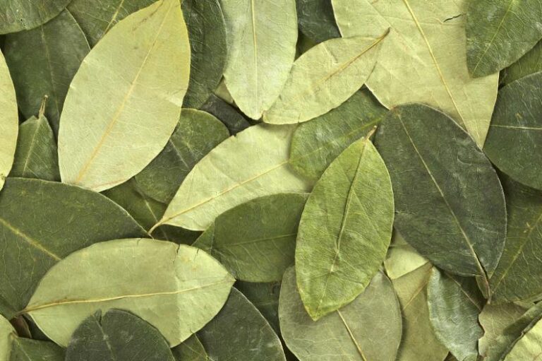 Coca Leaves 1,000gr (1kg)