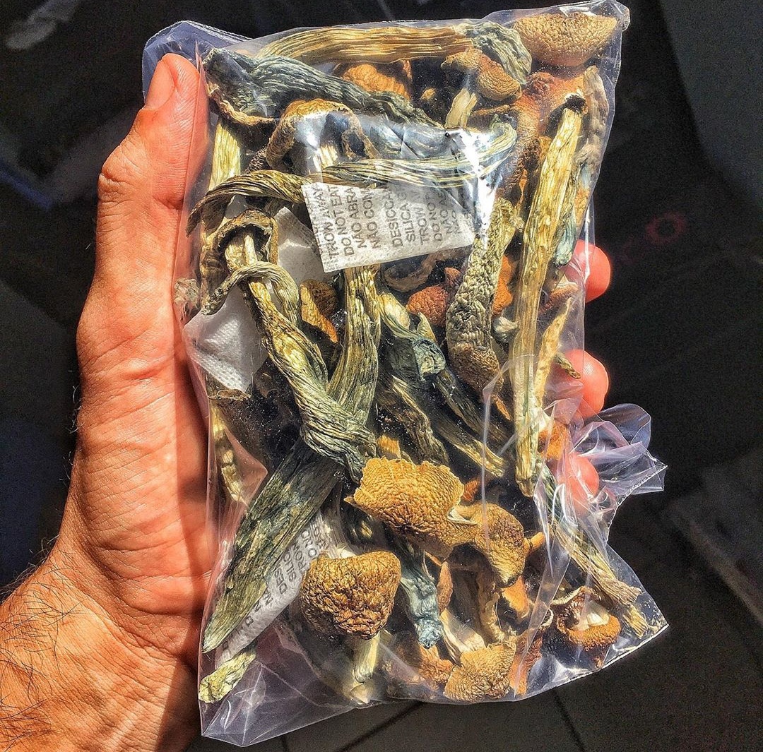 Golden Teacher | Shrooms | Mushrooms